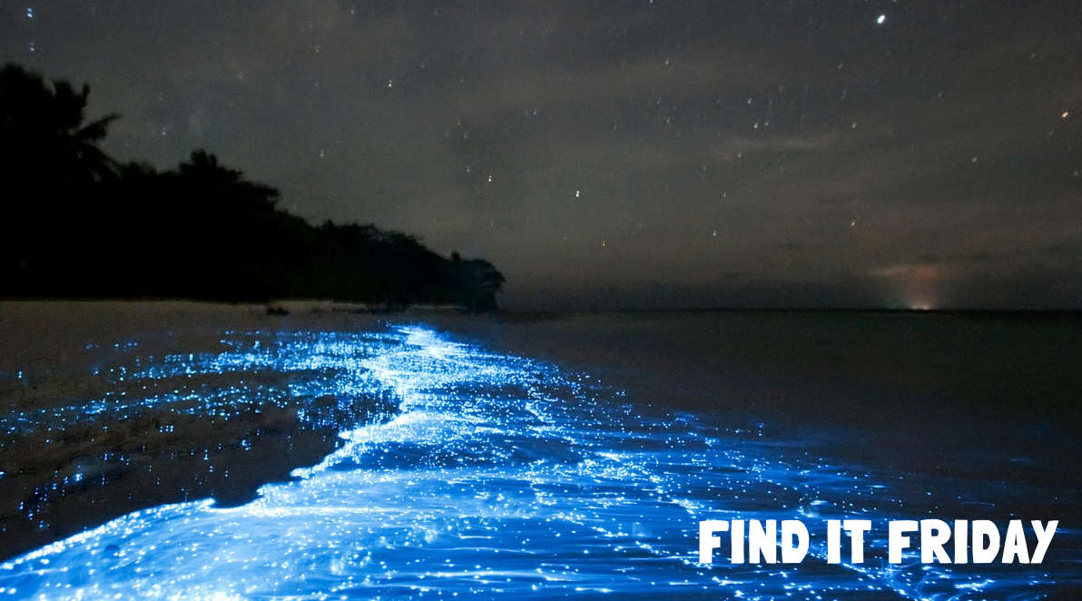 Find it Friday Canva Slides